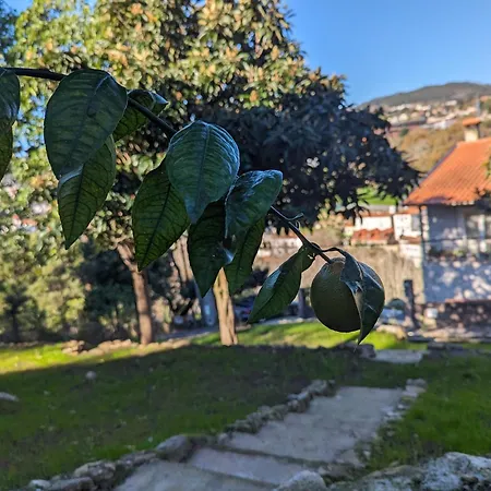 Cantinho Dos Avos - * Sever do Vouga